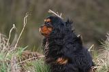 CAVALIER KING CHARLES 779